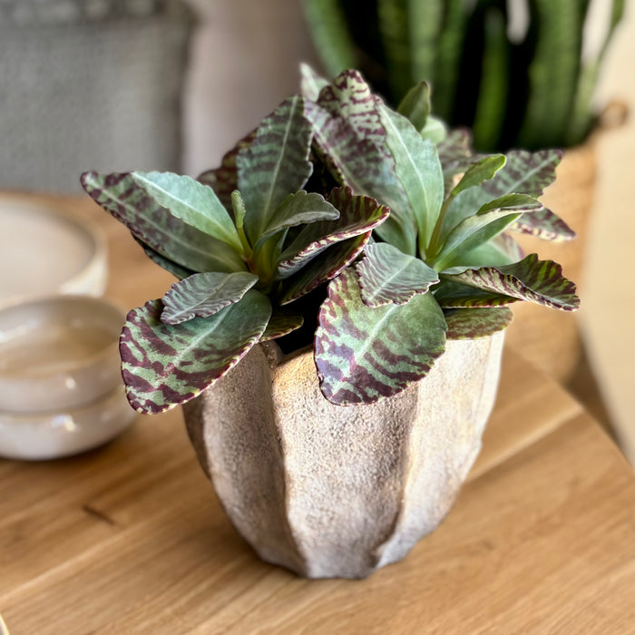 Blumentopf/Vase aus Zement 15cm