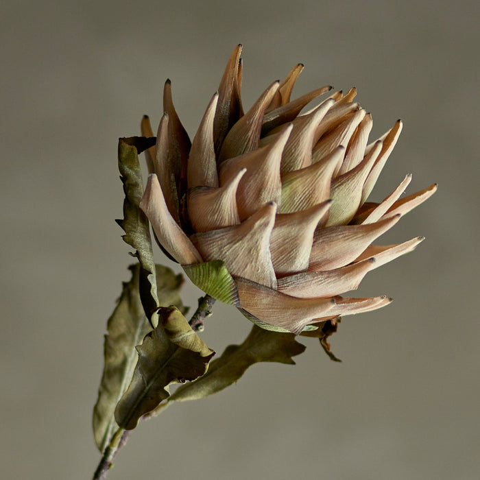 Kunstblume Protea Stiel, Natur