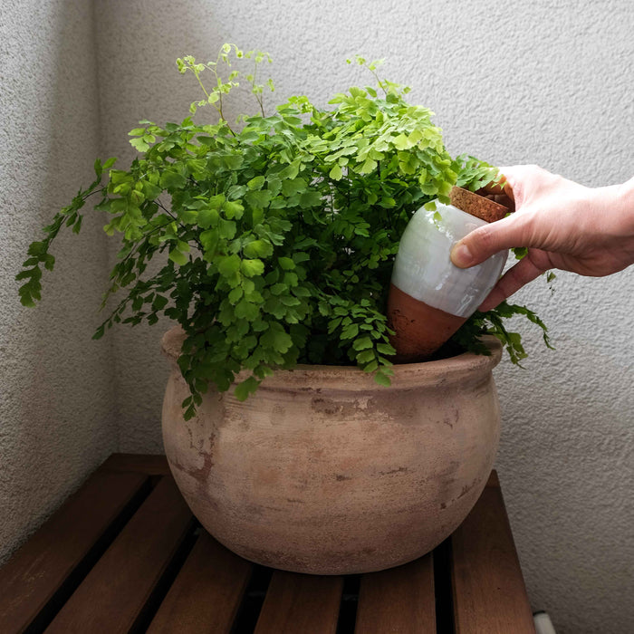 Olla - Wassertank für Pflanzenbewässerung - Terrakotta natur