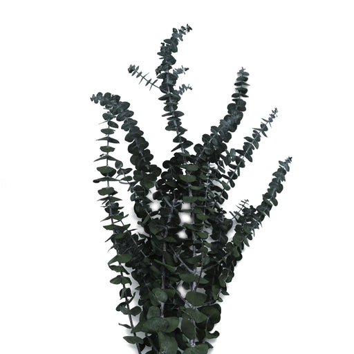 Trockenblumen: getrockneter Euklayptus - My Homents Interior