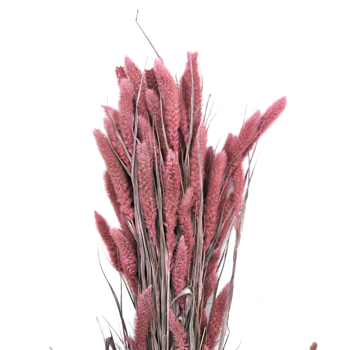 Trockenblumen: Setaria pink (Borstenhirse)